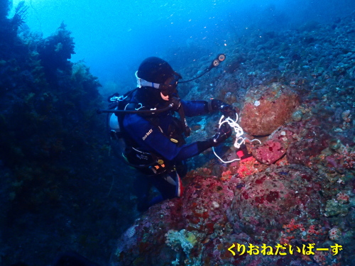 西伊豆田子ダイビング