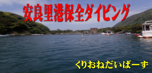 西伊豆安良里港保全ダイビング