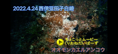 西伊豆田子ダイビング