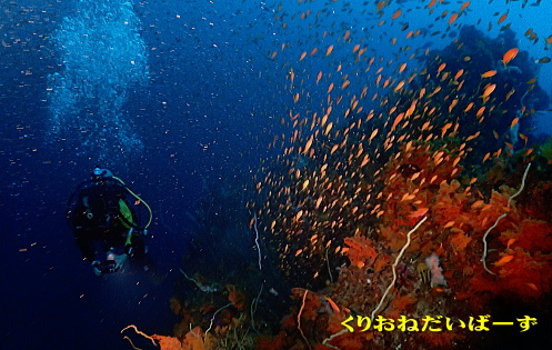 西伊豆田子ダイビング