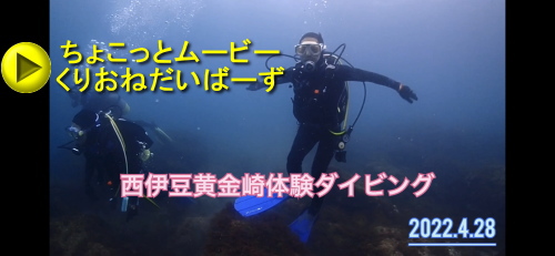 西伊豆体験ダイビング