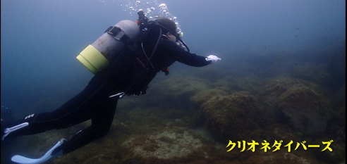 西伊豆黄金崎体験ダイビング