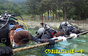 西伊豆黄金崎体験ダイビング
