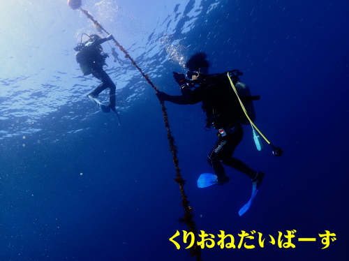 西伊豆雲見ダイビング