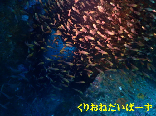 西伊豆雲見ダイビング