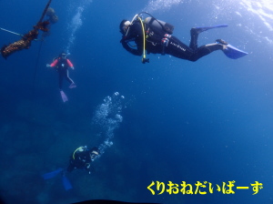 西伊豆雲見ダイビング