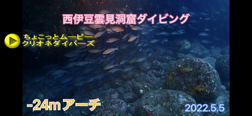 西伊豆黄金体験ダイビング