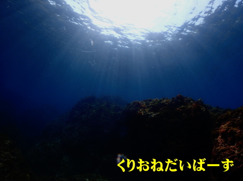 西伊豆雲見体験ダイビング