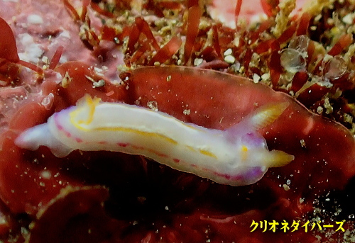 西伊豆田子ダイビング