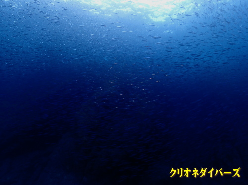 雲見ダイビング