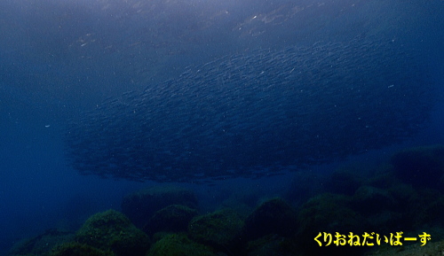 西伊豆ダイビング講習