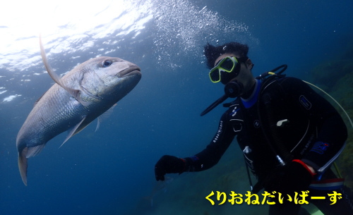 西伊豆ダイビング講習