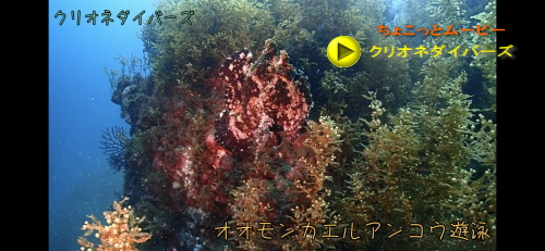 オオモンカエルアンコウ遊泳