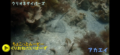 西伊豆ダイビング取得講習
