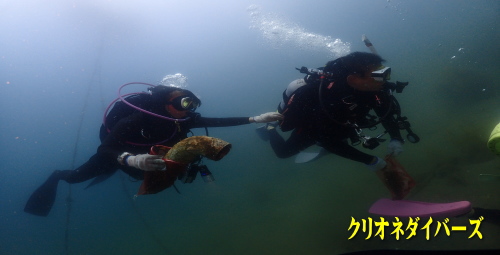 西伊豆田子海底清掃