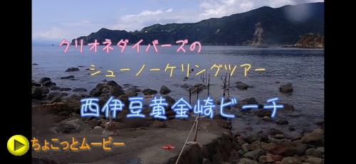西伊豆シュノーケリングツアー