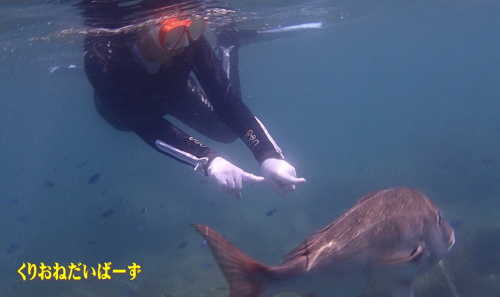 西伊豆シュノーケリングツアー