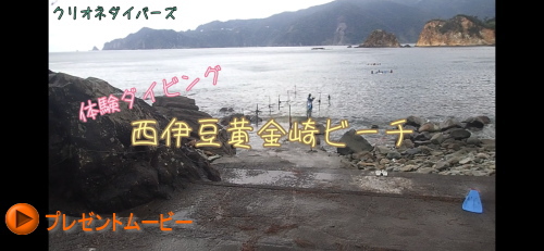 黄金崎体験ダイビング
