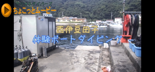 田子体験ダイビング