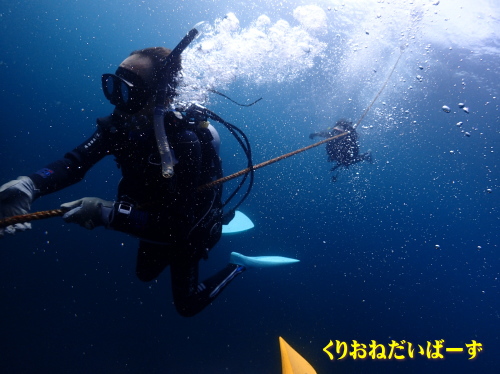 田子ダイビング