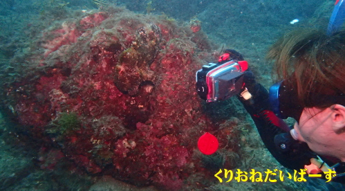 西伊豆田子ダイビング