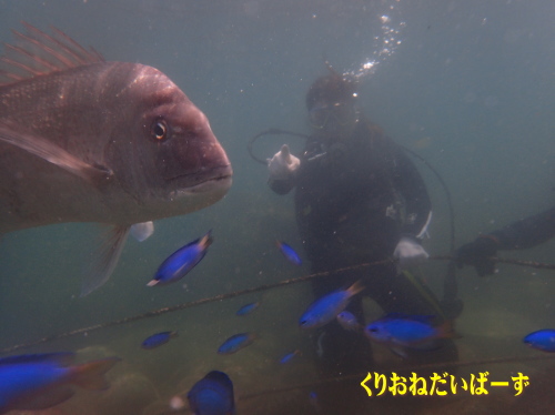 黄金崎体験ダイビング