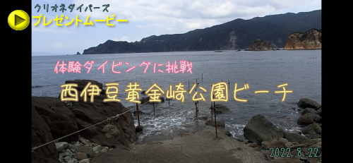 黄金崎体験ダイビング