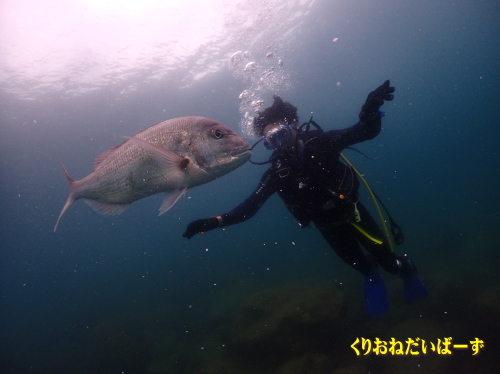 黄金崎体験ダイビング