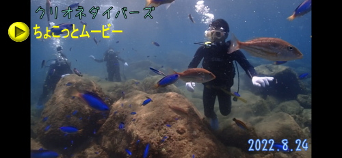 黄金崎体験ダイビング