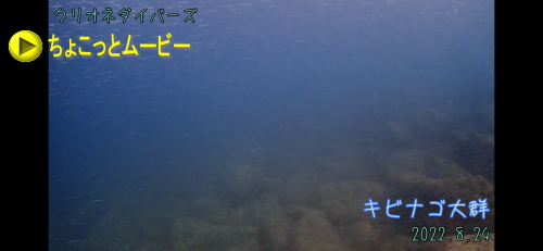 黄金崎体験ダイビング