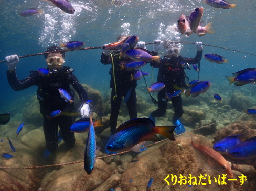 西伊豆黄金崎体験ダイビング