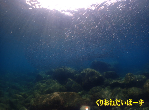 西伊豆黄金崎体験ダイビング