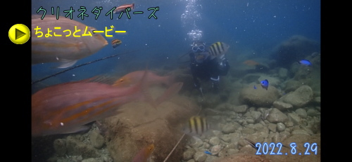 田子ダイビング