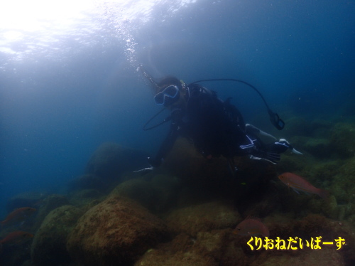 黄金崎ダイビング