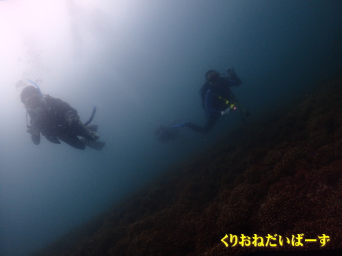 田子ダイビング