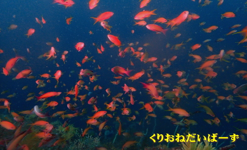 西伊豆田子ダイビング