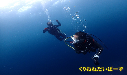 西伊豆田子ダイビング