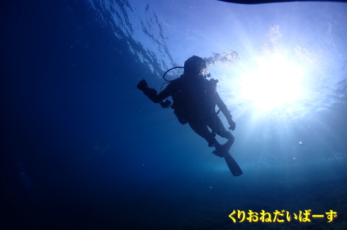 西伊豆洞窟ダイビング