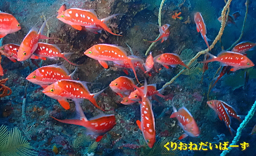 西伊豆田子サクラダイ