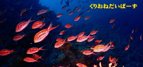 西伊豆田子サクラダイ