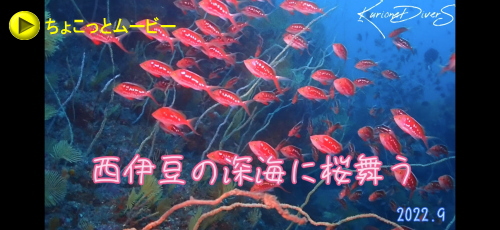 雲見洞窟ダイビング