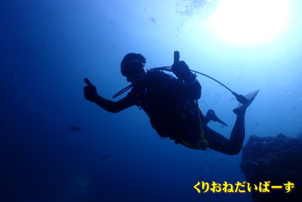 田子ダイビング