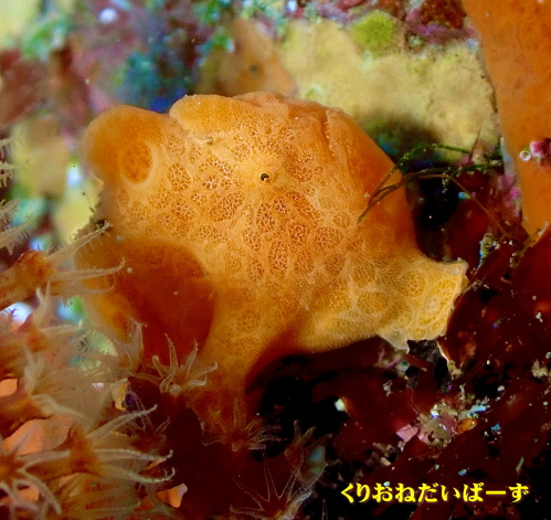 黄金崎ダイビング