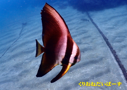 黄金崎ダイビング