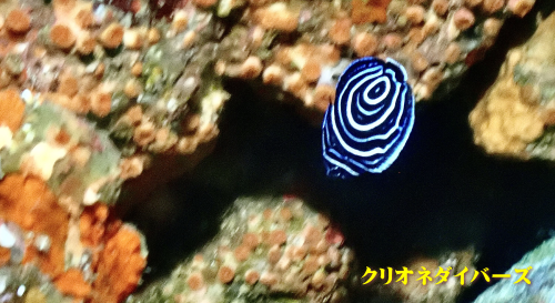 西伊豆田子ダイビング
