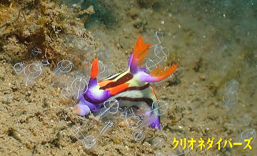西伊豆田子ダイビング