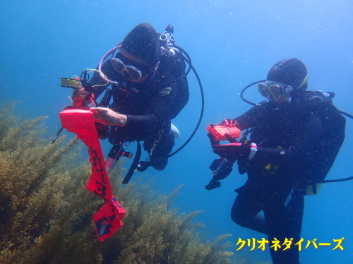 西伊豆田子ダイビング