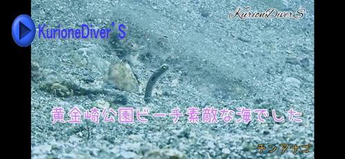 黄金崎体験ダイビング
