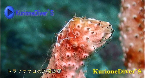 黄金崎体験ダイビング
