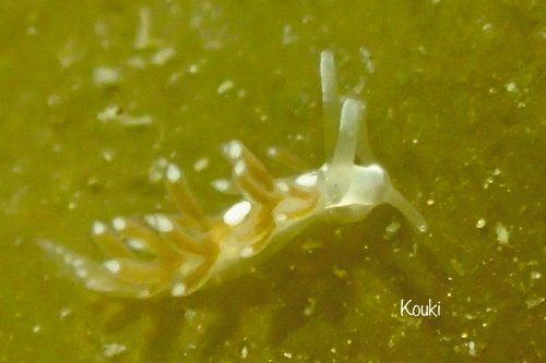 西伊豆田子ウミウシ